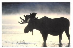 Bull Moose Bull Moose, Audubon