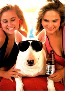Beer Advertising BUD LIGHT~SPUDS MACKENZIE/Sunglasses~Pretty Girls 4X6 Postcard