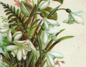 1880s Victorian Cards Flowers Snowdrops Violets Lot Of 4 #6N