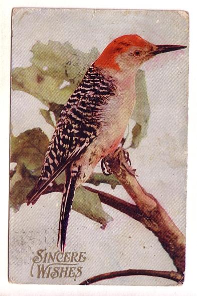 Red Crested Bird on  Branch, Greeting,Sincere Wishes, Used 1915, Nova Scotia