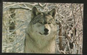 Timber Wolf Post Card PPC1410