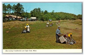 Harvesting Cranberries on Cape Cod Mass.Vintage Standard View Postcard #1