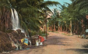 Vintage Postcard 1910's Roselle Palm Trees Water Falls Mexican Mexico