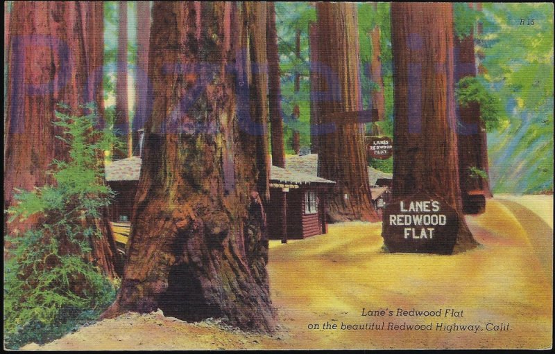 LANE'S REDWOOD FLAT ON THE REDWOOD HIGHWAY WRITING NOT SEND CALIFORNIA