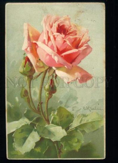 169202 Gruss ROSES Flower by KLEIN vintage OSTROG VOLYN Post