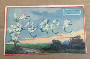 VINTAGE USED .01 POSTCARD - LILY: PEACE - LANGUAGE OF FLOWERS