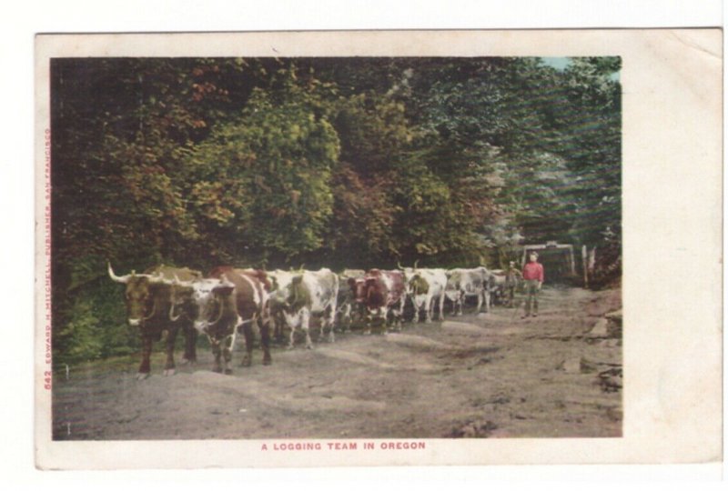 Oxen, A Logging Team In Oregon, Vintage 1906 Undivided Back Postcard