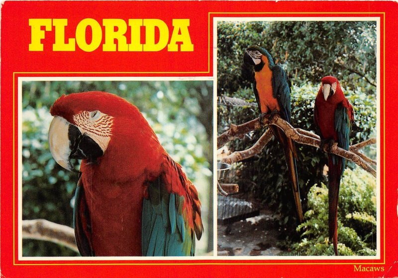 US12 USA FL Florida Macaws multi view fauna 1991
