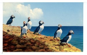 Birds - Puffins, the Clowns of Birdland