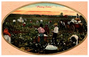 Blacks picking Cotton