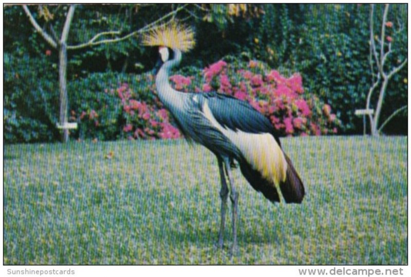 Birds Golden Crested Crane Sarasota Jungle Gardens Sarasota Florida