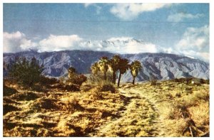 Seven Palms In The Desert Near Palm Springs California Tree Postcard