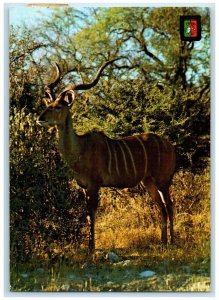 1974 Olongo Animal Overlooking Novo Redondo Angola Air Mail Vintage Postcard