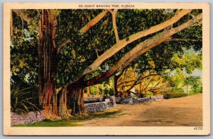 Vtg Florida FL Giant Banyan Tree 1940s Linen View Postcard