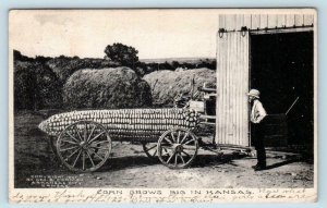 KANSAS EXAGGERATION Corn Grows Big in Kansas KS  1907  Postcard