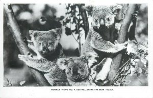 Australian native bear koala photo postcard