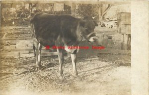 Unknown Location, RPPC, Farm Scene, Cow at 9th Street, Photo