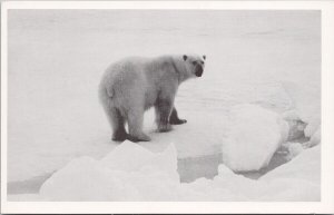 Polar Bear Canada Eastern Arctic Canadian Unused Litho Postcard H27