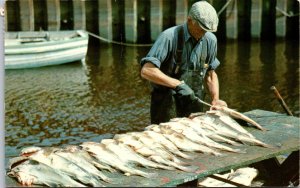 Cap Derosiers Quebec Canada Catch of Cod Fisher Man Cleaning Postcard used 1969