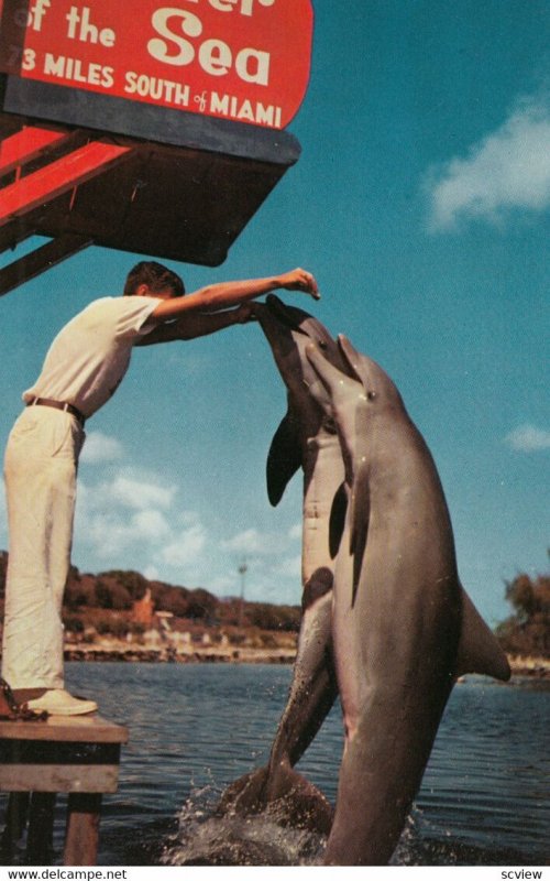 MIAMI , Florida , 1950-60s ; Dolphins , Theatre of the Sea