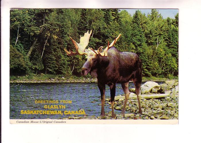 Candian Moose, Glaslyn, Saskatchewan