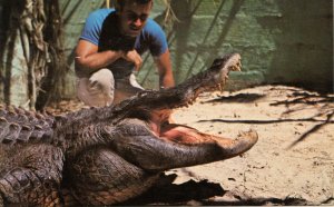 FL - Alligator Over 100 Years Old