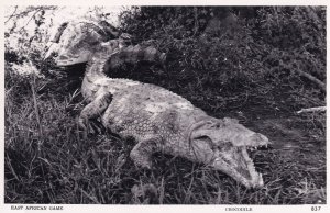 Kenya East African Game Crocodile Old Real Photo Postcard