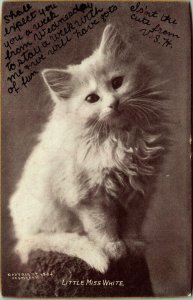Kitty Cat sitting on Tree Stump Little Miss White 1903 CE Bullard Postcard