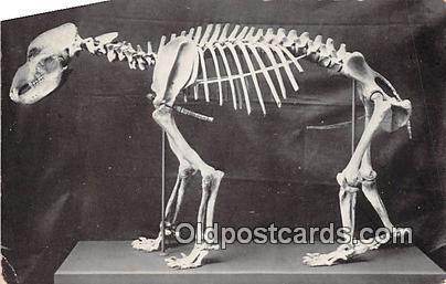 Skeleton of Cave Bear Field Museum of Natural History, Chicago, USA Postcards...