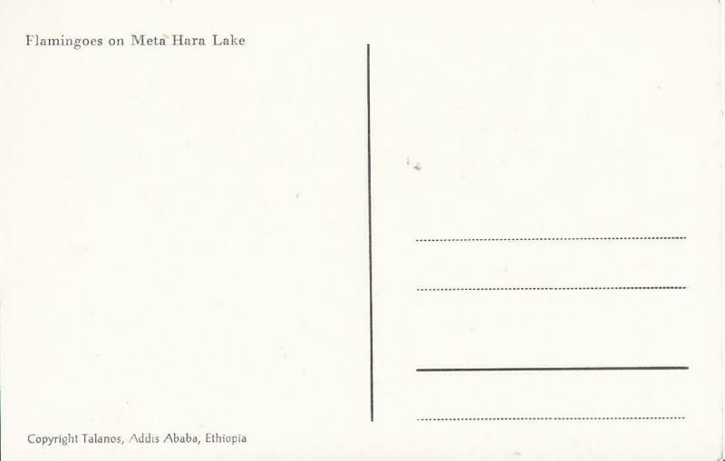 Ethiopia Africa Ethiopian fauna flamingos birds Meta Hara Lake photo postcard