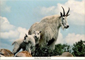 Canada Animals Rocky Mountain Goats