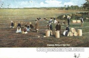 Picking Cranberries Farming, Farm, Farmer  1908 