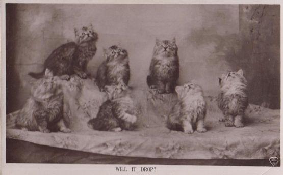Will It Drop Landing On Kittten Head Antique Cute Cat Group Postcard