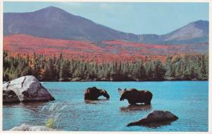 Bull Moose and Cow - Sandy Stream Pond, Baxter Park, Maine