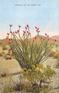 Ocotillo on the Desert 1943 