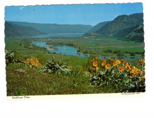 Sunflower Time, Shuswap Valley, British Columbia