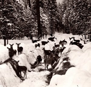 1940's RPPC Deer Herd Heavy Snow North Idaho ID Ross Hall Photo Postcard