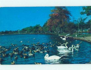 Pre-1980 SWAN AND DUCK BIRDS Long Island New York NY AD6395