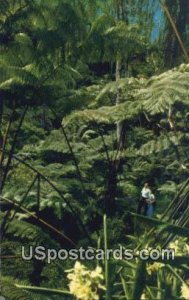 Tree Fern Forest - Hawaii National Park , Hawaii HI