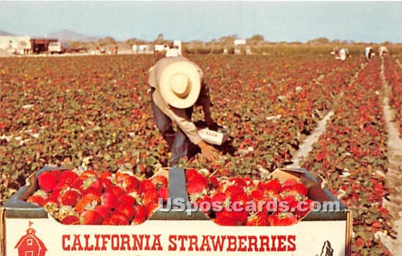 Strawberries Southern California CA Unused