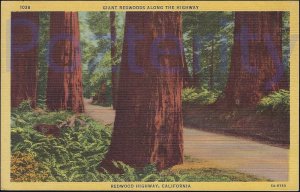 GIANT REDWOODS ALONG THE HIGHWAY ON THE REDWOOD HIGHWAY CALIFORNIA