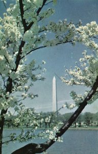 Vintage Postcard The Washington Monument White Marble Shaft Cherry Trees