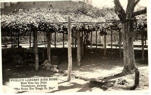 RPPC Postcard World's Larges Rose Bush Patio Tombstone Arizona 1949