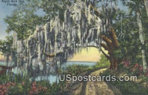 Royal Arch Oak - Misc, Florida FL