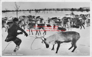 Finland, Lapland, RPPC, Reindeer Herd, Photo