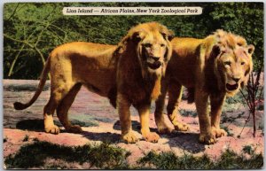 Animals- Lion Island- African Plains, New York Zoological Park, Vintage Postcard