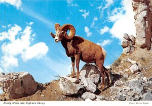 Rocky Mountain Bighorn Sheep Canadian Rockies Unused 