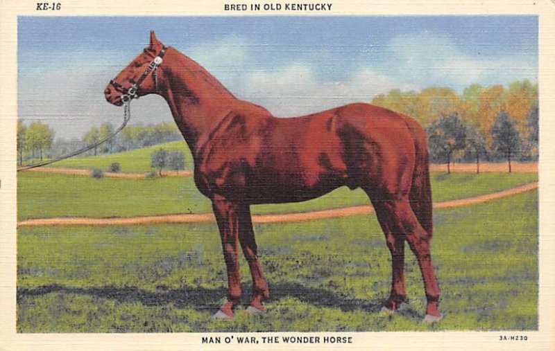 KY, USA Man O War Horse Racing Unused 