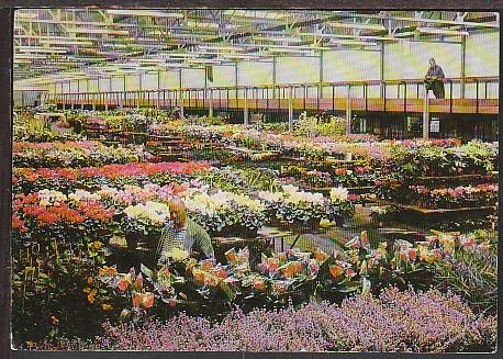 Potted Plant Halls Aalsmer Netherlands  Postcard BIN 