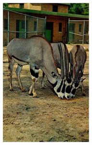 Postcard ANIMAL SCENE Birmingham Alabama AL AR0324